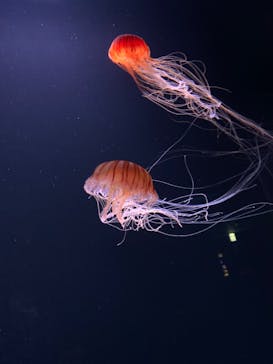 サンシャイン水族館に投稿された画像（2020/11/15）