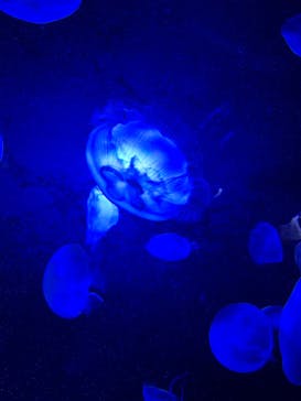 サンシャイン水族館に投稿された画像（2020/11/15）