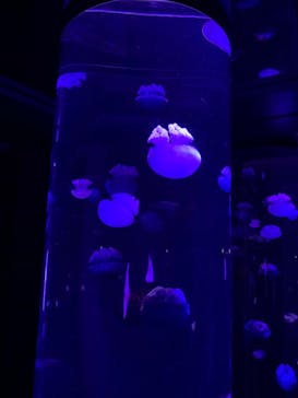 サンシャイン水族館に投稿された画像（2020/11/15）