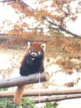天王寺動物園に投稿された画像（2020/11/15）