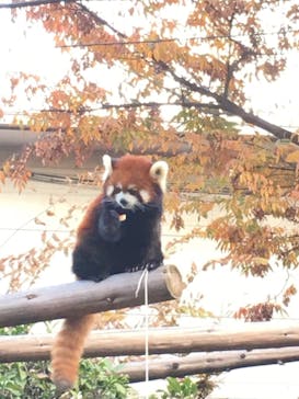 天王寺動物園に投稿された画像（2020/11/15）