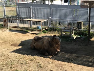 天王寺動物園に投稿された画像（2020/11/15）
