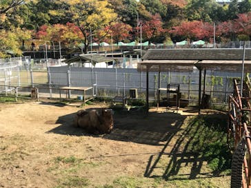 天王寺動物園に投稿された画像（2020/11/15）