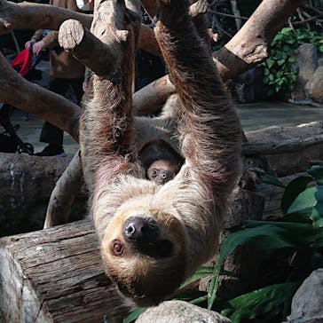 神戸どうぶつ王国に投稿された画像（2020/11/15）