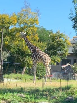 天王寺動物園に投稿された画像（2020/11/15）