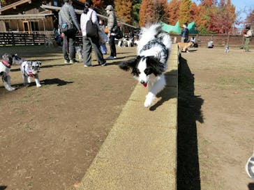 わんダフルネイチャーヴィレッジに投稿された画像（2020/11/15）