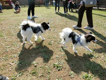 わんダフルネイチャーヴィレッジに投稿された画像（2020/11/15）