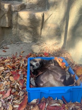 天王寺動物園に投稿された画像（2020/11/15）