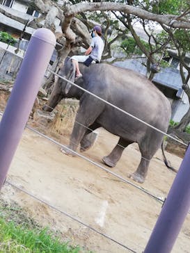 沖縄こどもの国に投稿された画像（2020/11/15）