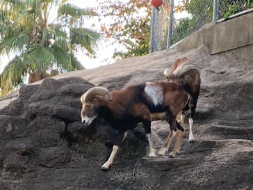 天王寺動物園に投稿された画像（2020/11/15）