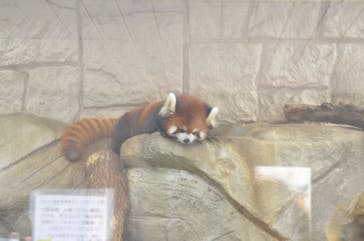 天王寺動物園に投稿された画像（2020/11/15）