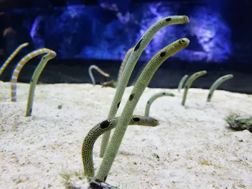 すみだ水族館に投稿された画像（2020/11/15）