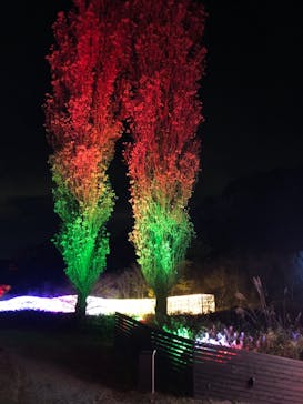 KYOTO ILLUMINATION SYNESTHESIA HILLS るり渓温泉に投稿された画像（2020/11/15）