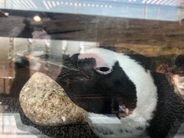 京都水族館に投稿された画像（2020/11/15）