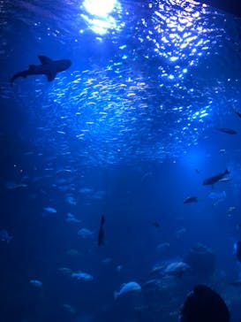 京都水族館に投稿された画像（2020/11/15）