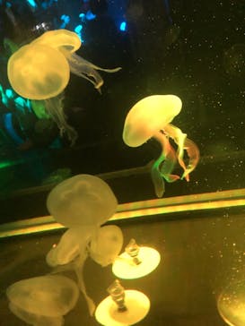 京都水族館に投稿された画像（2020/11/15）