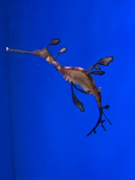 サンシャイン水族館に投稿された画像（2020/11/15）