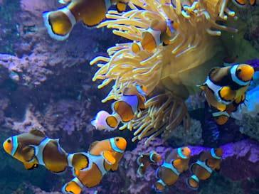 サンシャイン水族館に投稿された画像（2020/11/15）