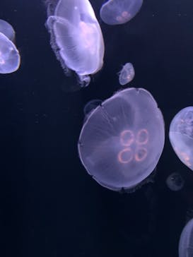 サンシャイン水族館に投稿された画像（2020/11/15）