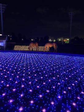 東京メガイルミに投稿された画像（2020/11/15）