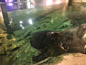 九十九島水族館海きららに投稿された画像（2020/11/15）