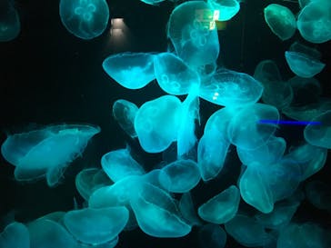 九十九島水族館海きららに投稿された画像（2020/11/15）