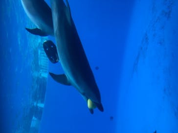 九十九島水族館海きららに投稿された画像（2020/11/15）