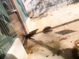 しろとり動物園に投稿された画像（2020/11/15）