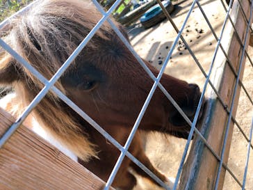 しろとり動物園に投稿された画像（2020/11/15）
