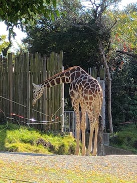 天王寺動物園に投稿された画像（2020/11/15）