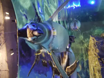 すみだ水族館に投稿された画像（2020/11/15）