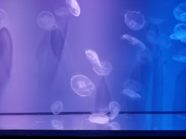 すみだ水族館に投稿された画像（2020/11/15）