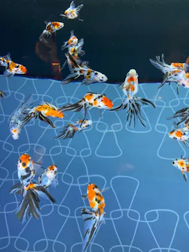 すみだ水族館に投稿された画像（2020/11/15）