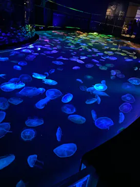 すみだ水族館に投稿された画像（2020/11/15）