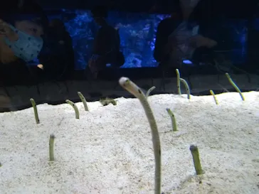 すみだ水族館に投稿された画像（2020/11/15）