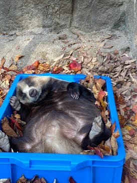 天王寺動物園に投稿された画像（2020/11/16）