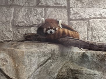 天王寺動物園に投稿された画像（2020/11/16）