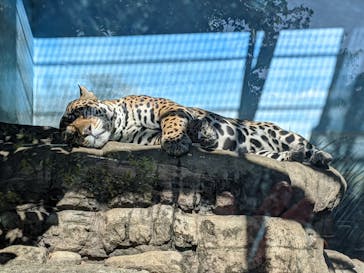 天王寺動物園に投稿された画像（2020/11/16）