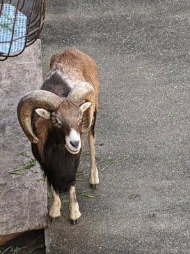 天王寺動物園に投稿された画像（2020/11/16）