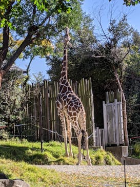 天王寺動物園に投稿された画像（2020/11/16）