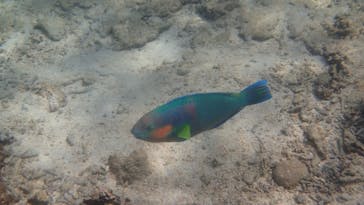 ダイビングショップ Sea Free（シーフリー）に投稿された画像（2020/11/16）