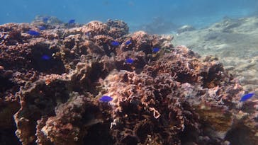 ダイビングショップ Sea Free（シーフリー）に投稿された画像（2020/11/16）