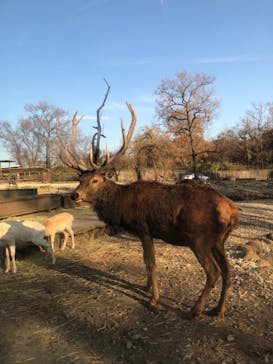 那須サファリパークに投稿された画像（2020/11/16）