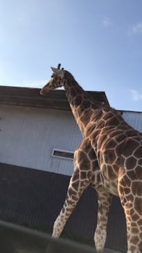 那須サファリパークに投稿された画像（2020/11/16）