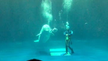 島根県立 しまね海洋館に投稿された画像（2020/11/16）