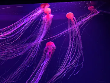 すみだ水族館に投稿された画像（2020/11/16）