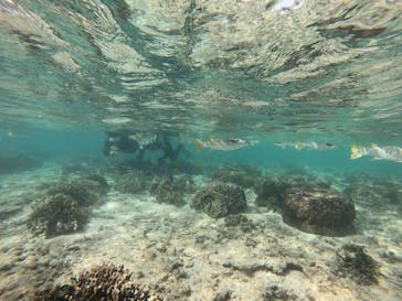 武藤潜水に投稿された画像（2020/11/16）