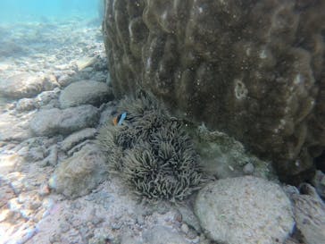 武藤潜水に投稿された画像（2020/11/16）