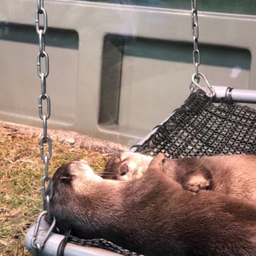 サンシャイン水族館に投稿された画像（2020/11/16）
