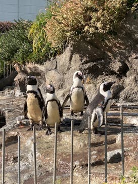 サンシャイン水族館に投稿された画像（2020/11/16）